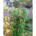 Саженец малинового дерева "Сказка" Саженец малинового дерева "Сказка"