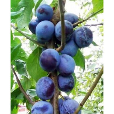 Саженец сливы колоновидной "Анже" Саженец сливы колоновидной "Анже"