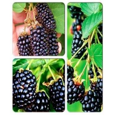 Ежевика > коллекция из 3-х сортов: Ежевика Блек Бат => Ежевика Вождь Джозеф => Ежевика Натчез Ежевика > коллекция из 3-х сортов: Ежевика Блек Бат => Ежевика Вождь Джозеф => Ежевика Натчез