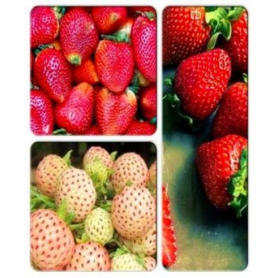 Клубника > коллекция из 3-х сортов: Клубника Альбион => Клубника Анита => Клубника Аннабланка Клубника > коллекция из 3-х сортов: Клубника Альбион => Клубника Анита => Клубника Аннабланка