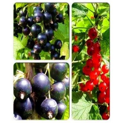 Смородина > коллекция из 3-х сортов: Смородина красная Газель => Смородина черная Бен Конан => Смородина чёрная Аметист Смородина > коллекция из 3-х сортов: Смородина красная Газель => Смородина черная Бен Конан => Смородина чёрная Аметист