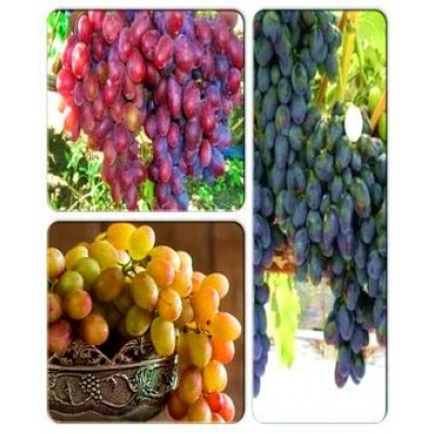 Виноград > коллекция из 3-х сортов: Виноград Граф-Монте-кристо => Виноград Забава => Виноград Ливия Виноград > коллекция из 3-х сортов: Виноград Граф-Монте-кристо => Виноград Забава => Виноград Ливия