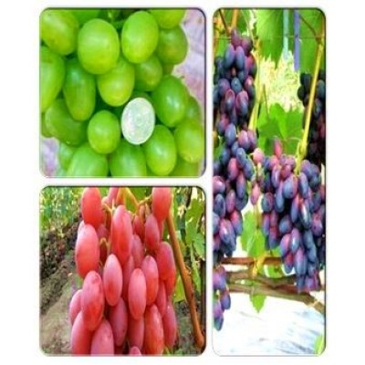 Виноград > коллекция из 3-х сортов: Виноград Красотка => Виноград Дашуня => Виноград Ахиллес Виноград > коллекция из 3-х сортов: Виноград Красотка => Виноград Дашуня => Виноград Ахиллес