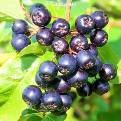 Саженец Рябины "Галичанка" Саженец Рябины "Галичанка"