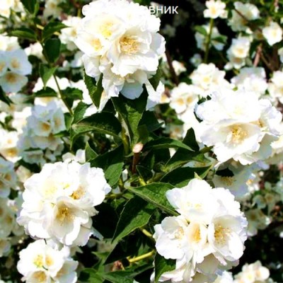 Саженец Жасмина "Мон Блан" Саженец Жасмина "Мон Блан"