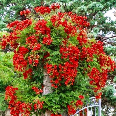 Саженец Кампсиса "красный" Саженец Кампсиса "красный"