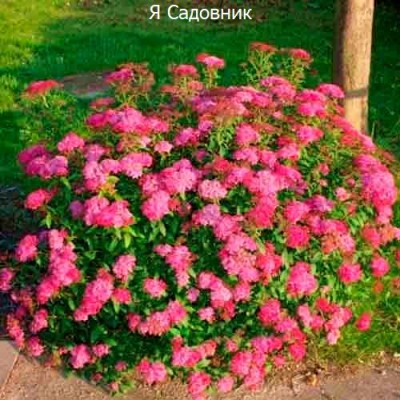 Саженец Спиреи "Дартс Ред" Саженец Спиреи "Дартс Ред"