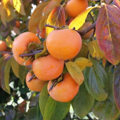 Саженец хурмы "Шарон" Саженец хурмы "Шарон"