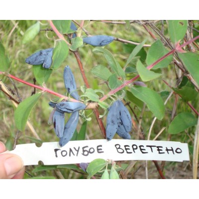 Саженец Жимолости "Голубое Веретено" Саженец Жимолости "Голубое Веретено"