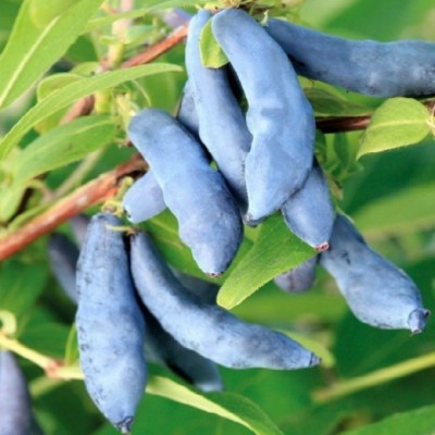 Саженец Жимолости "Нимфа" Саженец Жимолости "Нимфа"