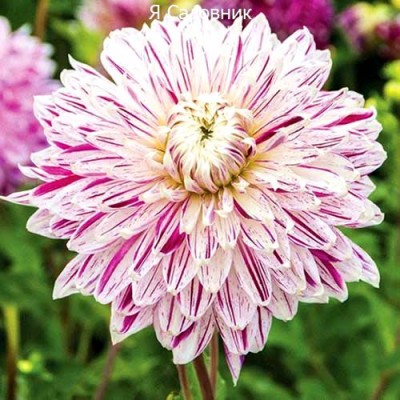 Саженец Георгинов "Авиньон" Саженец Георгинов "Авиньон"