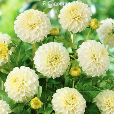 Саженец Георгинов "Бум Бум Вайт" Саженец Георгинов "Бум Бум Вайт"