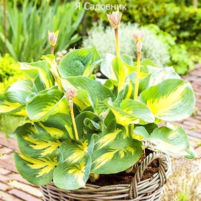 Саженец Хост "Бич Бой" Саженец Хост "Бич Бой"