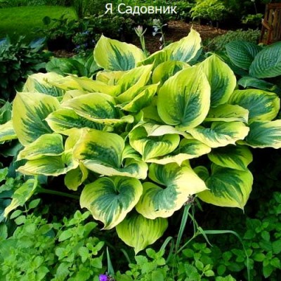 Саженец Хост "Медиовариегата" Саженец Хост "Медиовариегата"