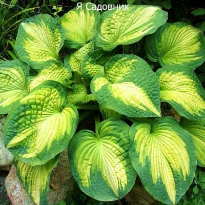 Саженец Хост "Вар Пейнт" Саженец Хост "Вар Пейнт"