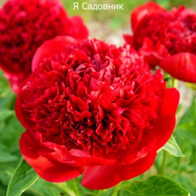 Травянистые пионы "Мадам Годишо" Травянистые пионы "Мадам Годишо"