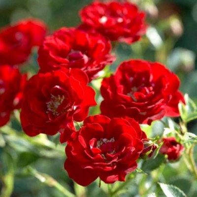 Саженец Парковых Роз "Аделаида Худлесс" Саженец Парковых Роз "Аделаида Худлесс"