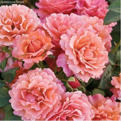 Саженец Чайно-Гибридных Роз "Августа Луиза" Саженец Чайно-Гибридных Роз "Августа Луиза"