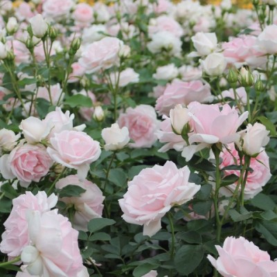 Саженец Роз Флорибунда "Баллада" Саженец Роз Флорибунда "Баллада"