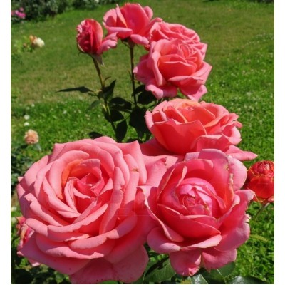 Саженец Чайно-Гибридных Роз "Бермуда" Саженец Чайно-Гибридных Роз "Бермуда"