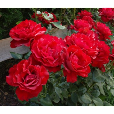 Саженец Роз Флорибунда "Блек черри" Саженец Роз Флорибунда "Блек черри"