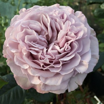 Саженец Чайно-Гибридных Роз "Блю герл" Саженец Чайно-Гибридных Роз "Блю герл"