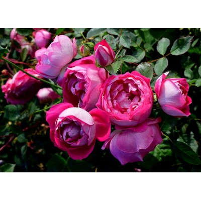 Саженец Розы Спреи "Виктория" Саженец Розы Спреи "Виктория"