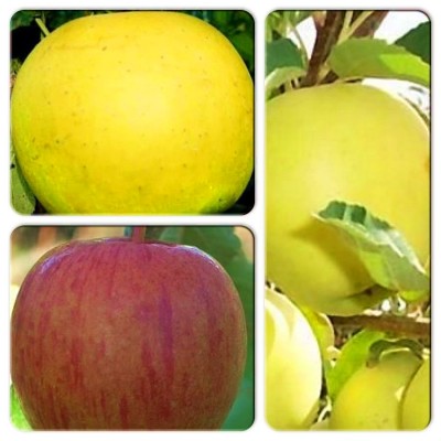 Яблоня > коллекция из 3-х сортов: Яблоня Богемия Голд => Яблоня Яблоня Бребурн => Яблоня Гибсон Яблоня > коллекция из 3-х сортов: Яблоня Богемия Голд => Яблоня Яблоня Бребурн => Яблоня Гибсон