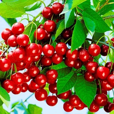 Саженец вишни "Молодежная" Саженец вишни "Молодежная"