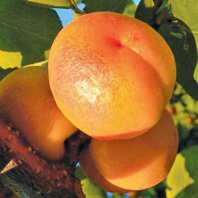 Саженец абрикоса "Цегледи Бибер" Саженец абрикоса "Цегледи Бибер"