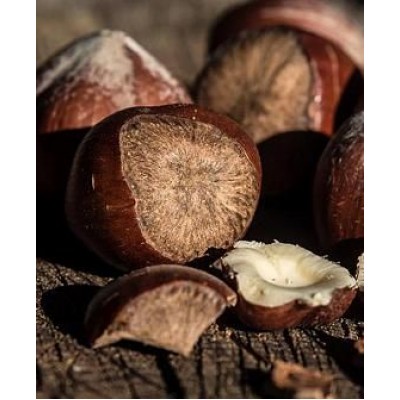 Саженец фундука "Сирена" Саженец фундука "Сирена"