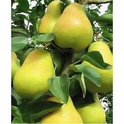 Саженец груши колоновидной "Диалог" Саженец груши колоновидной "Диалог"