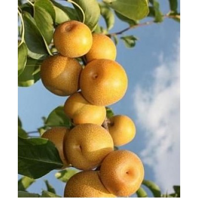 Саженец груши колоновидной "Хосуи" Саженец груши колоновидной "Хосуи"