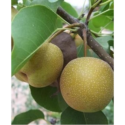 Саженец груши колоновидной "Косуи" Саженец груши колоновидной "Косуи"