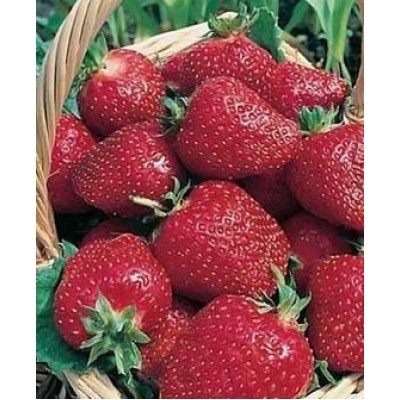 Рассада клубники "Венди" Рассада клубники "Венди"