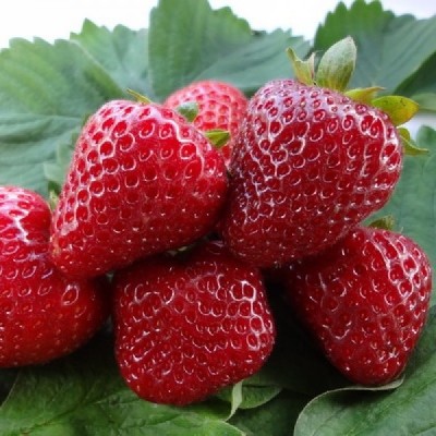 Рассада клубники "Диаманта" Рассада клубники "Диаманта"