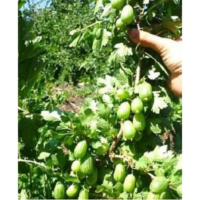 Саженец крыжовника "Изумрудный" Саженец крыжовника "Изумрудный"