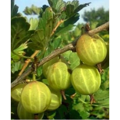 Саженец крыжовника "Машуня" Саженец крыжовника "Машуня"