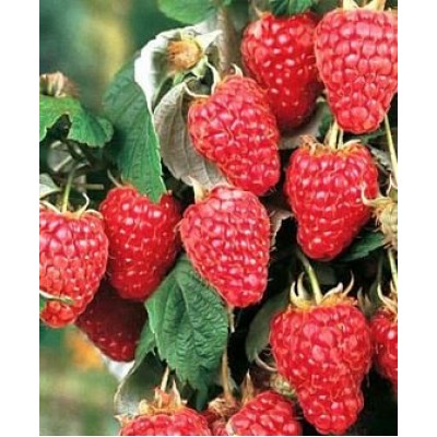 Саженец малины "Поляна" Саженец малины "Поляна"