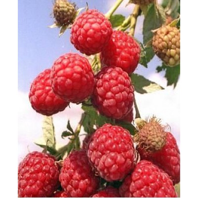 Саженец малины "Рубиновое ожерелье" Саженец малины "Рубиновое ожерелье"