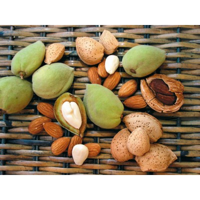 Саженец миндаля "Виктория" Саженец миндаля "Виктория"