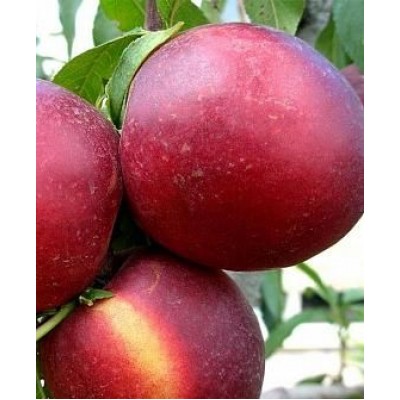 Саженец нектарина "Леди Эрика" Саженец нектарина "Леди Эрика"