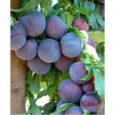 Саженец сливы "Блэк Амбер" Саженец сливы "Блэк Амбер"