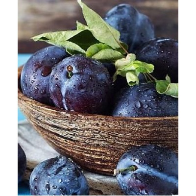 Саженец сливы "Блэк Джем" Саженец сливы "Блэк Джем"