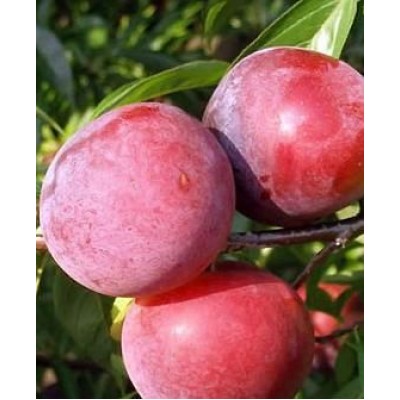 Саженец сливы "Руби кранч" Саженец сливы "Руби кранч"