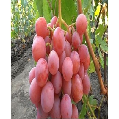 Саженец винограда "Дашуня" Саженец винограда "Дашуня"