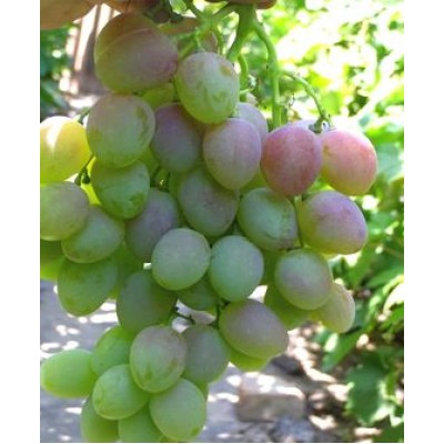 Саженец винограда "Маисей" Саженец винограда "Маисей"