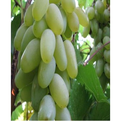 Саженец винограда "Светлый-2" Саженец винограда "Светлый-2"