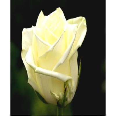 Саженец розы "Аваланж" Саженец розы "Аваланж"